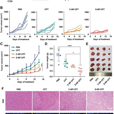 In Vivo Anticancer Effect Of Snpcpt On A Ct Murine Colon Cancer