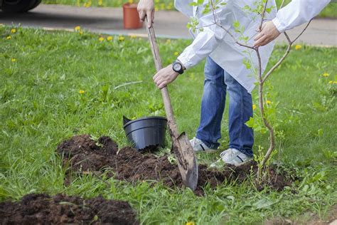 Best Time To Plant A Tree Southern Star Tree Service