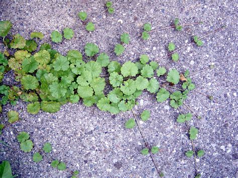 Ground ivy (creeping Charlie) – Glechoma hederacea - Plant & Pest ...