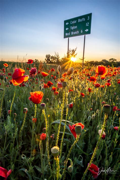 "A Million Poppies" | Cedar County, Iowa | Josh Meier Photography