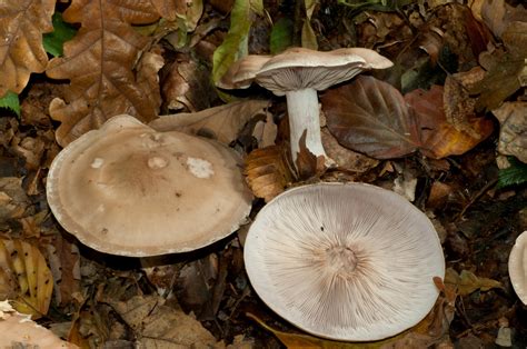 Fungi Lepista Doncaster Naturalists Society