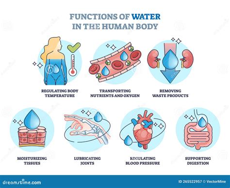 Functions Of Water In Human Body And Drinking Benefits Outline Diagram