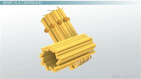 Centrioles | Definition, Parts, & Roles - Lesson | Study.com