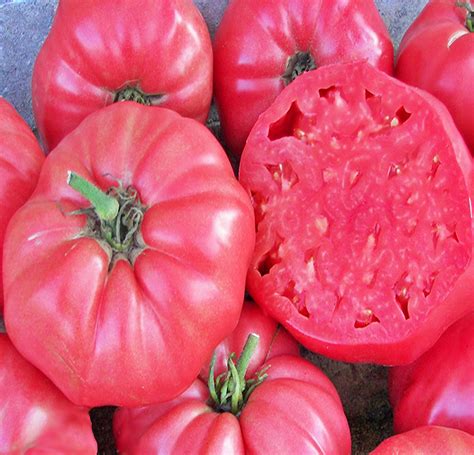 Floral Garden Crafts Pink Brandywine Tomato 5 Seeds Plants Etna Pe