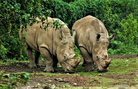 Mengenal Lebih Dekat Taman Nasional Ujung Kulon Indonesia Traveler