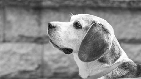 Fotos Gratis En Blanco Y Negro Perrito Perro Monocromo Sabueso