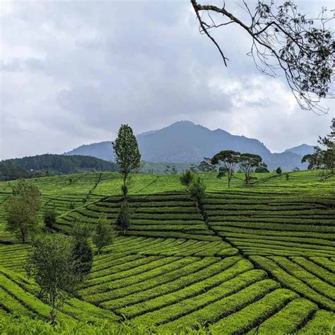 Kebun Teh Sukawana Tiket Masuk Jam Buka Rute Wisata Diary