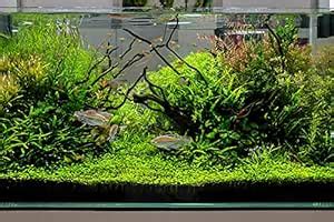 Aquarium Water Grasses Seeds Random Aquatic Tank Grass Mixed 200