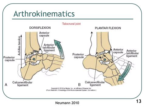 1 Biomechanics Of Ankle Joint Subtalar Joint And Foot PPT