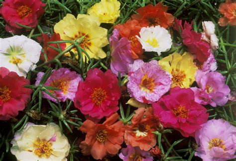 How To Grow And Care For Portulaca Moss Rose Flowers