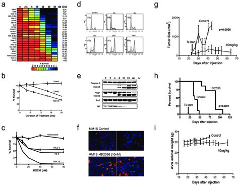 Activity Of The Small Molecule PLK1 2 And 3 Inhibitor BI 2536 In