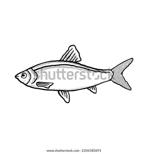 Fish Illustration Hand Drawn Cartoon Sketch Stock Vector Royalty Free