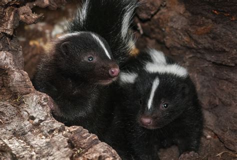 About Skunks • MSPCA-Angell