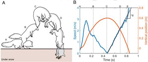 (A) Schematic drawing of a fox snow diving, a behavior known as ...