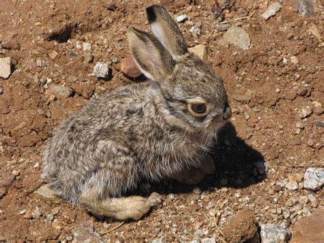 Black-tailed Jackrabbit | Wild- Lagomorpha | Pinterest | Babies