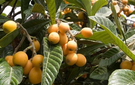 Loquat Fruit Farming Information Guide Agri Farming