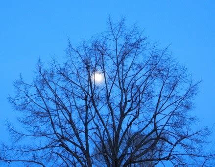 Bildet Tre Natur Gren Vinter Anlegg Sollys Blad Blomst Vind