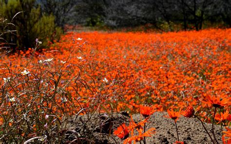 The Namaqua National Park