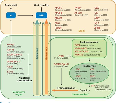 Pdf Plant Nitrogen Assimilation And Use Efficiency Semantic Scholar