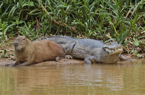 Sering Santai Berdua Di Tepi Sungai Seperti Apa Hubungan Capybara