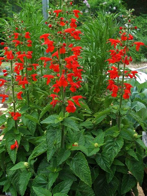 Scarlet Sage Salvia Coccinea Salvia Plants Native Plants