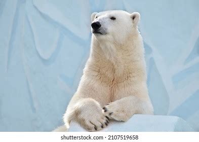 Portrait Polar Bear Closeup Stock Photo Shutterstock