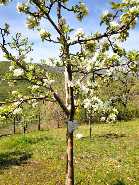 NoiXLucoli da tredici anni protegge la biodiversità frutticola all