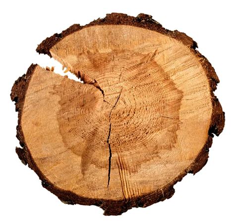 Tree growth rings Stock Images - Search Stock Images on Everypixel