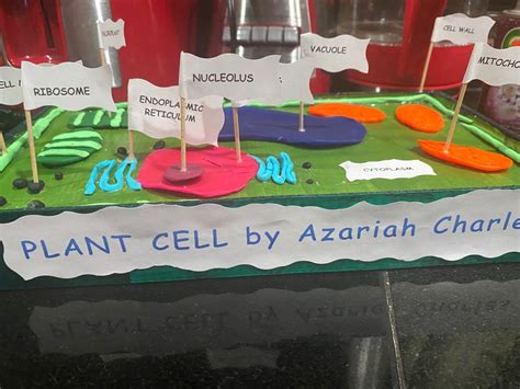 Plant Cell model | Plant cell model, Cell model, Plant cell