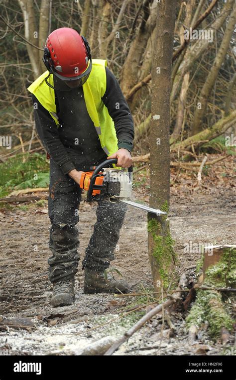 Cut Down Tree With Chainsaw