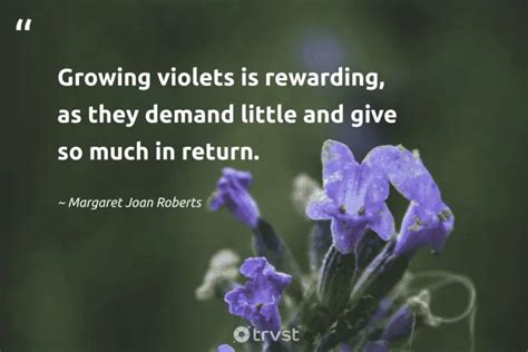 30 Violet Quotes Inspiring Lovely Blossoms