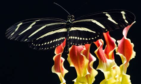 Mariposas: fotos y características