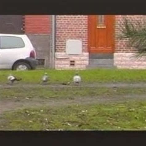 Gay Service Francais Flv Free Blowjob Porn B XHamster XHamster