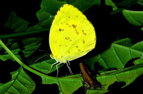 Biodiversity Of Bharathidasan University Three Spot Grass Yellow Butterfly