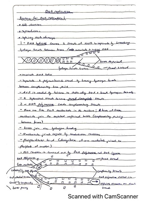 SOLUTION: Biology AS- dna replication - Studypool