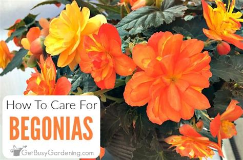 Begonia Plant Care: How To Grow & Care For Begonias