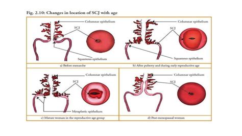 Anatomy and Physiology of cervix.pptx