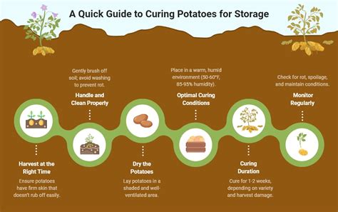 Potato Curing Guide Why To Do It And Beginner Tips