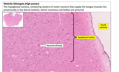 Cerebral Cortex Histology Labeled