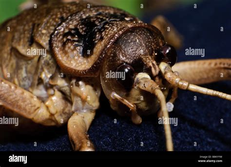 A male New Zealand Cook Strait giant weta (Deinacrida rugosa) - a ...