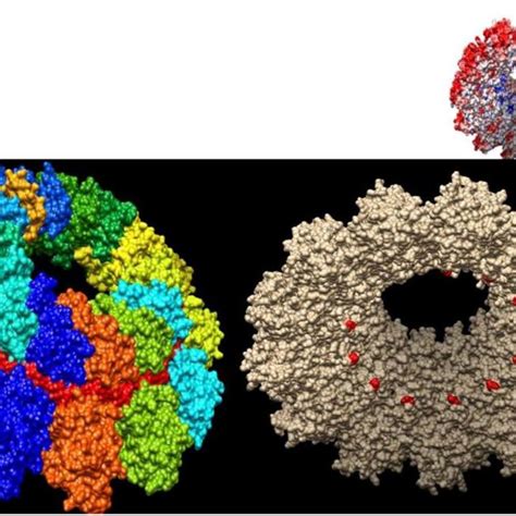 Structure Of The Nucleocapsid Rna Complex Of The Dmv Strain Detected In