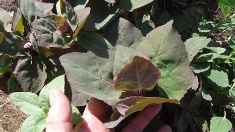 orach | SPIN-Farming – A New Way to Learn to Farm