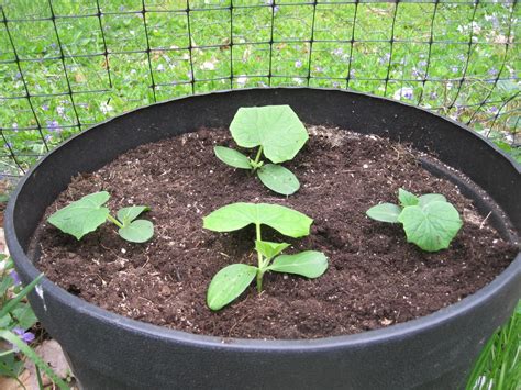 Growing Cucumbers In Pots Containers Bags The Old Farmers Almanac