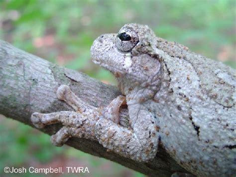 Gray Treefrog