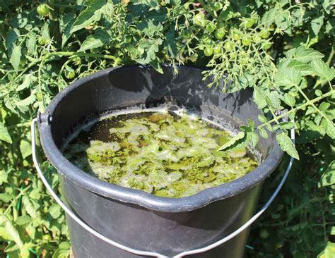 Purin De Consoude Recette Utilisation Au Jardin Et Potager