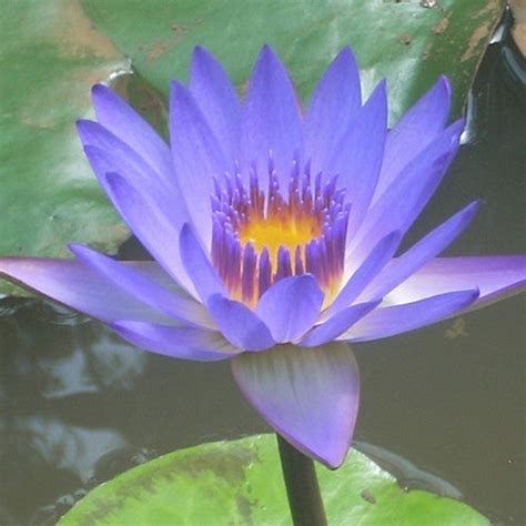 Purple Water Lily | Organic, hand-crafted, healing flower essences