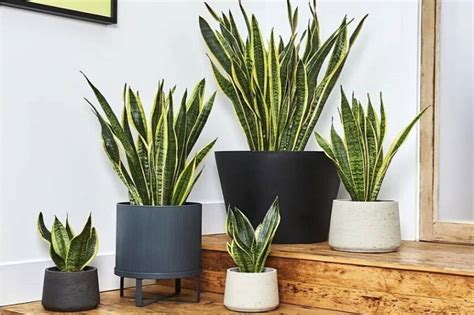 Decora Con Estas 6 Plantas Y Flores Para Darle Armonía A Tu Hogar