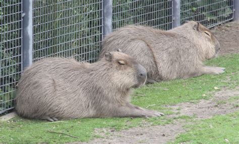 Capybara Hydrochoerus Hydrochaeris Copenhagen Zoo Drew Avery Flickr