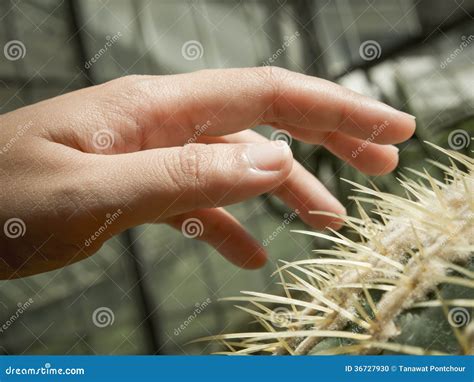 Hand On Cactus Stock Photo Image 36727930