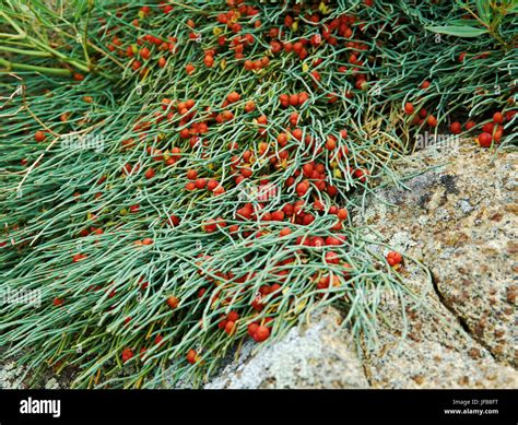 Ephedra Hi Res Stock Photography And Images Alamy